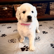 Ms. Pink