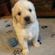 Mr. Blue